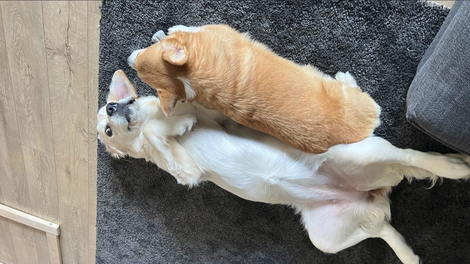 Pet Care Services New York